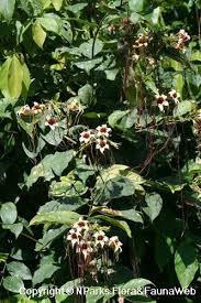Image result for Strophanthus