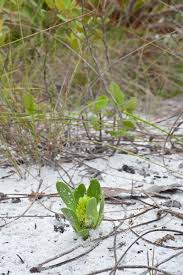 Image result for Polygala arenicola