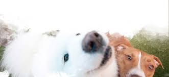 Wow, i can't believe i ever shopped for pets r us elsewhere, cj Dog Hotel Daycare Boarding Training Korob Pet Hotel In Houston Tx