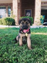 Buy Or Sell Dogspuppiesforsale Com Puppies Puppy Dogs Petpuppy Finder Websites Puppies For Sale Dogs Puppies For Sal Cheap Puppies Beagle Puppy Puppies Near Me