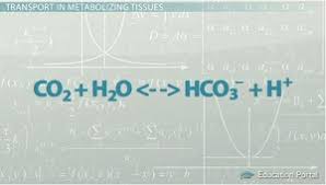 Carbon Dioxide Transport In The Blood Video Lesson