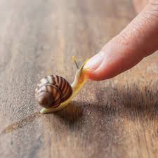 Cook and stir for 3 to 4 minutes. Does Slimy Snail Cream Do Anything For Your Face