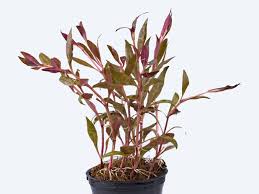 Image result for Alternanthera sessilis