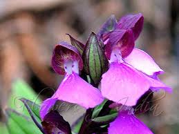 Image result for Brachycorythis