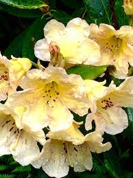 Rhododendron Evening Glow Smells Like Orange Popsicle Rhododendron Shade Garden Azaleas