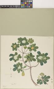 Image result for Pittosporum fulvotomentosum