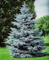 Glauca, or the colorado blue spruce. Hoopsii Blue Spruce Trees For Sale The Tree Center