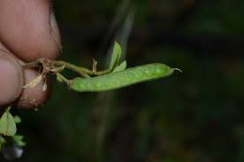 Image result for Tephrosia pentaphylla