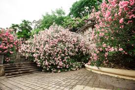 Planter laurier rose en pot. Comment Tailler Le Laurier Rose Paroles De Jardiniers