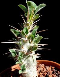 Image result for Pachypodium saundersii