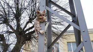 В Зеленоградске установили новые скульптуры котов (фото) - Новости  Калининграда