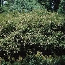 Image result for Caprifoliaceae