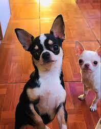 Pin By Diane Smith On Chihuahua Chihuahua Puppies Cute Chihuahua Baby Chihuahua