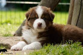 Very smart and well behaved. Australian Shepherd Welpe Red Tri Foto Bild Tiere Haustiere Hunde Bilder Auf Fotocommunity