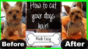 Pin On Yorkie Hair Cuts