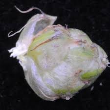 Image result for Schoenoplectiella senegalensis