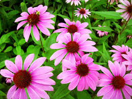 Pin By Honson Xa On Pure Uv Polyphenols 4 Echinacea Purpurea Extract Echinacea Purpurea Flowers Perennials Plants