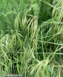 Image result for Bromus  tectorum