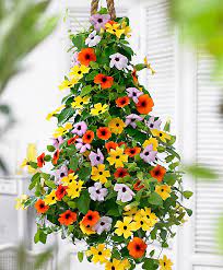 Black Eyed Susan Vine Thunbergia Climbing Flowers Planting Flowers Black Eyed Susan Vine