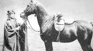 آل بلنت arabian horse horses animals