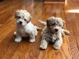 We did not find results for: Mini Goldendoodles