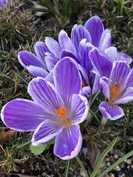 Crocus In 2020 Mediterranean Garden Agapanthus Crocus