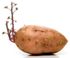 Mold grows on potatoes, not fungus. How Long Do Sweet Potatoes Last Kitchensanity