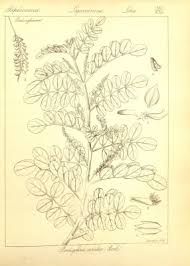 Image result for Indigofera roseo-caerulea