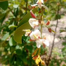 Image result for Baphia