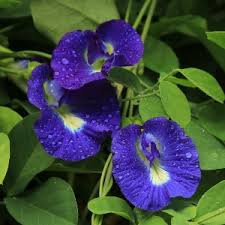 Image result for Clitoria