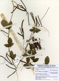 Image result for Teramnus uncinatus