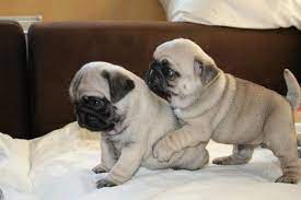Fotos De Filhotes De Pug Clube Para Cachorros