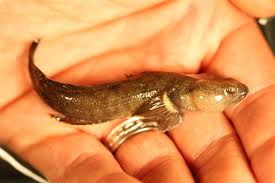 Image result for Tricalysia niamniamensis