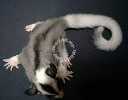 Sugar Glider White Faced Mosaic Ringtail Pets For Sale In Johor Bahru Johor Mudah My