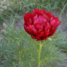 Find green leaf flowers manufacturers from china. Peony Fern Leaf Flora Plena Friends School Plant Sale