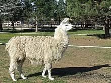He is a bit of a 'special' boy, as you will see. Llama Wikipedia