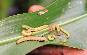Middle french peste, from latin pestis date: Https Www Giz De En Downloads Giz2018 En Ipm Guideline Web De Pdf