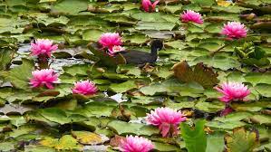 Where to buy lotus flowers in melbourne. Blue Lotus Water Garden Attractions In Yarra Valley Melbourne