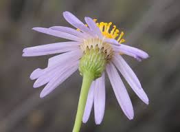 Image result for Felicia filifolia