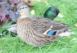 Black And White Domestic Duck Species Photo Gallery Home Duck Breeds Most Beautiful Animals Animals