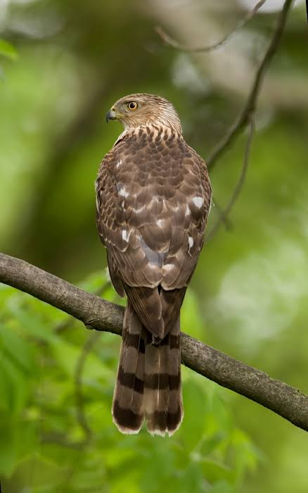Cooper's Hawk - Alabama Cooperative Extension System
