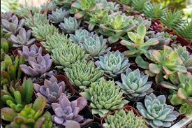 Tucson cactus and succulent society inc. Learn About Cacti And Succulents This Sunday At Desert Botanical Garden Homes For Sale Real Estate In Scottsdale Az Az Golf Homes