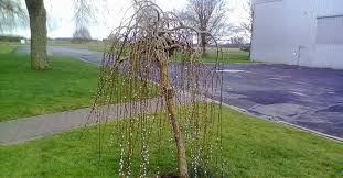 Image result for venturia saliciperda willow tree