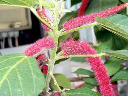 Image result for Acalypha hispida