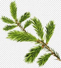Check spelling or type a new query. Pohon Cemara Daun Cemara Evergreen Nowroz Daun Cabang Png Pngegg