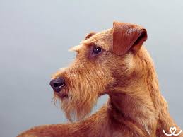 Image result for irský teriér