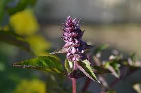 Check spelling or type a new query. Basil Purple Purple Flower Flowers Fragrant Herb Leaves Morning Fresh Pikist