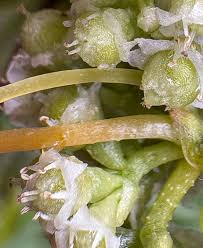 Image result for Cuscuta australis