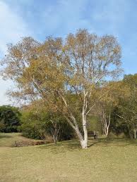 Image result for Heteropyxis natalensis