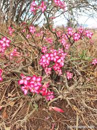 Image result for Synadenium angolense